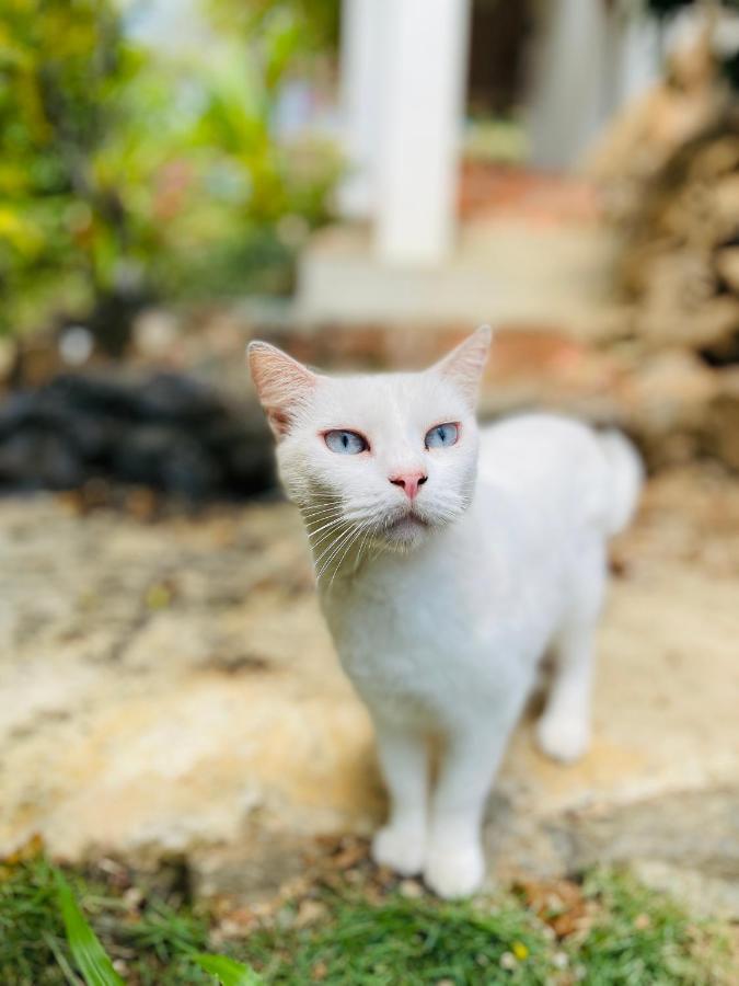 ホテル Coibahouse サンタ・カタリナ エクステリア 写真